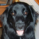 Migo was adopted in March, 2007
